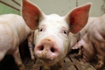 На Харьковщине выплатят компенсацию владельцам свиней, которых "подкосила" чума