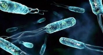 Бактерии животного происхождения вызывают тяжелые болезни, мнение ученых