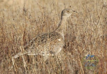 В Одесской области видели редчайшую птицу: возможно, ее популяция восстанавливается