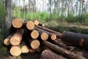 Военнослужащие Херсонщины незаконно рубят лес