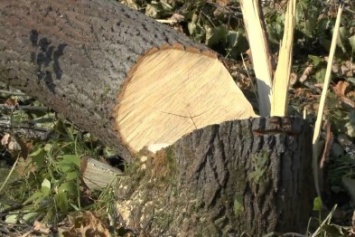 В Симферополе создана комиссия по вырубке деревьев