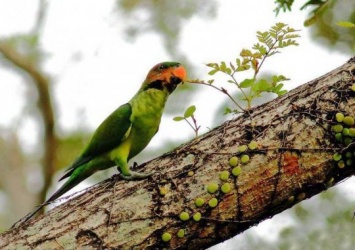В Индии наркозависимые попугаи уничтожают 10% урожая опийного мака