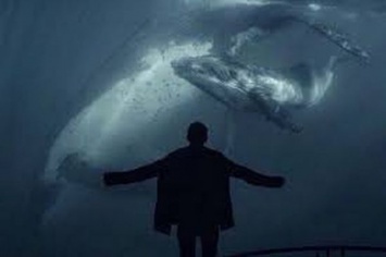 На Буковине «Синие киты» угрожают убить ребенка, если он не совершит самоубийство