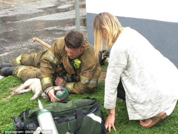 В Калифорнии спасатели реанимировали собаку, которая на пожаре наглоталась дыма, - и нужная аппаратура, и желание у них было