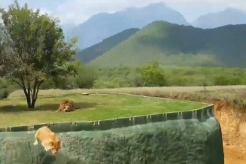 Львица пыталась допрыгнуть до посетителей зоопарка в Мексике (видео)