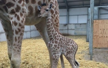 В зоопарке Британии родился детеныш редкого вида жирафов