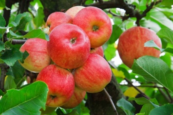 Украинские яблоки продают по рекордным ценам