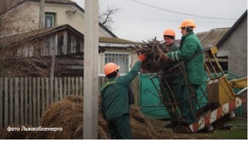 Во Львовской области энергетики помогают аистам строить гнезда