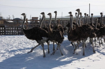 Холода нарушили график брачных танцев у страусов под Тюменью