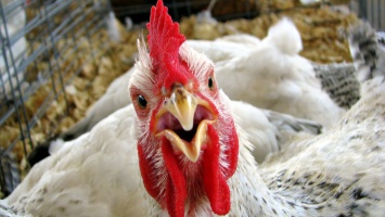 В Японии зафиксирован птичий грипп H5N6