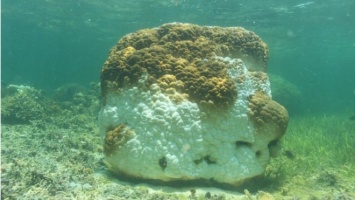 Глобальное потепление приводит к обесцвечиванию и массовой гибели кораллов