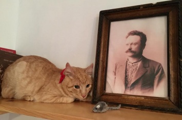 Во львовский музей Франко взяли "на работу" кота - его искали с помощью соцсетей