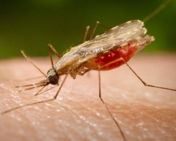 Ученые создали математическую модель борьбы с малярией