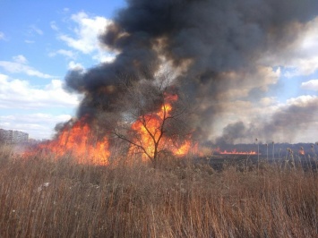 Масштабный пожар на Правом берегу уничтожил краснокнижных птиц (Фото)