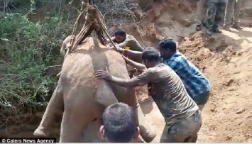 Все хорошо, что хорошо кончается: в Индии достали слоненка из колодца, в котором он просидел больше суток