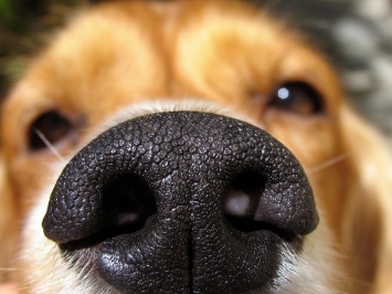 Исследователи полагают, что собаки могут диагностировать рак