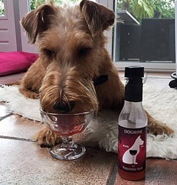 «Dog Perignon»: в Англии продаются вина для... собак и котов