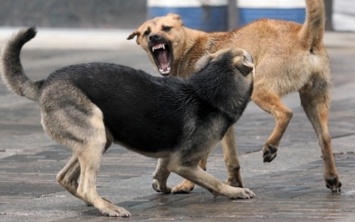 Жители Днепропетровщины жалуются на бродячих собак