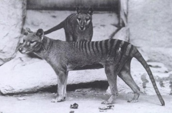Тасманийского волка заметили в Австралии