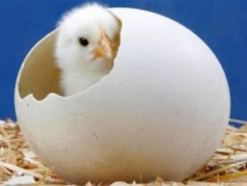 Ученые, наконец, разгадали загадку о курице и яйце