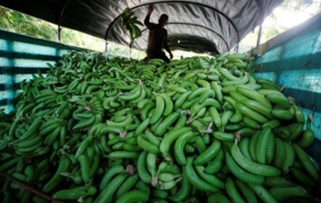 В Испании нашли 17 кг кокаина в резиновых бананах