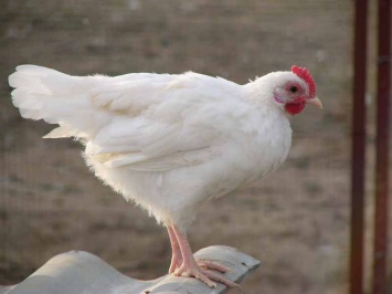 Курица появилась раньше яйца - ученые
