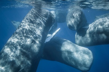 Очевидец рассказал о масштабной битве китов