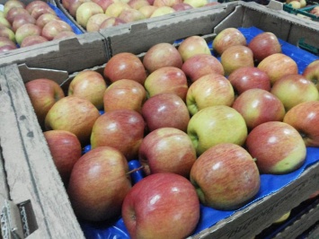 Украина побила рекорд по экспорту яблок в ЕС