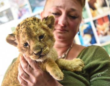 Львенок, которого пытались вывезти заграницу, приходит в себя в Одесском зоопарке (фото)