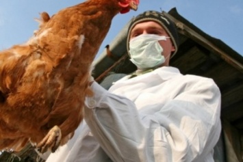 В Тайване вновь зафиксировано птичий грипп