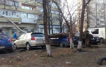 В Киеве упавшее дерево разбило автомобили