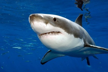 Во Флориде акула проплыла возле девушки и не тронула ее (видео)