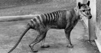 В Австралии замечено давно вымершее животное?