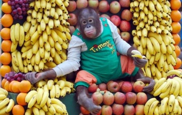 Ученые: Мозг приматов увеличился благодаря употреблению фруктов