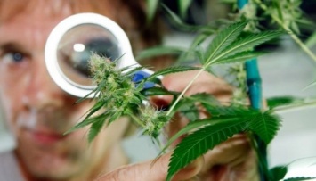 Канада легализует марихуану в следующем году - СМИ