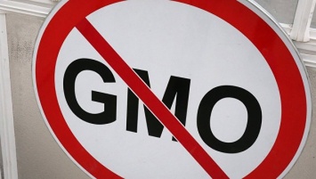 Россия в ближайшие 100 лет сможет спокойно обойтись без ГМО, считают ученые