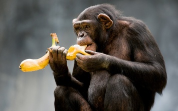 Ученые выяснили, что сделало из обезьяны человека