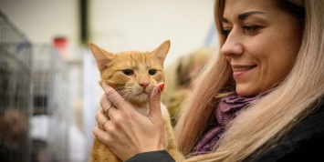 Ученые: кошки любят людей больше, чем еду