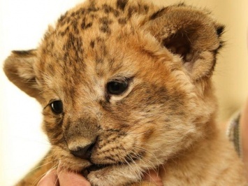 Новый дом: спасенного львенка могут оставить в одесском зоопарке