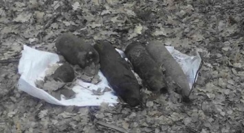 Опасные находки: жители Сумщины сообщают полиции о старых боеприпасах (+фото)