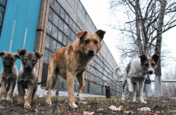 В Алчевске продолжают звучать выстрелы: убивают собак