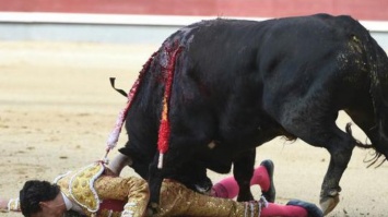 В Испании раненый бык поднял матадора на рога (видео)