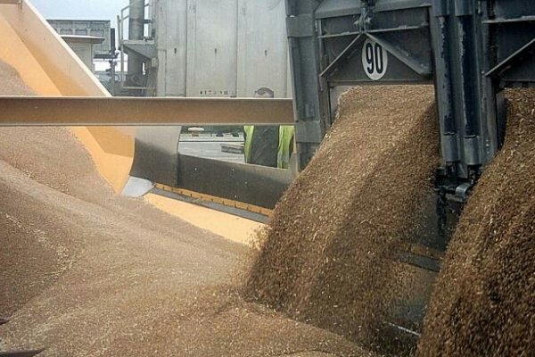 Налоговая милиция разоблачила махинации с экспортом зерновых в Киеве
