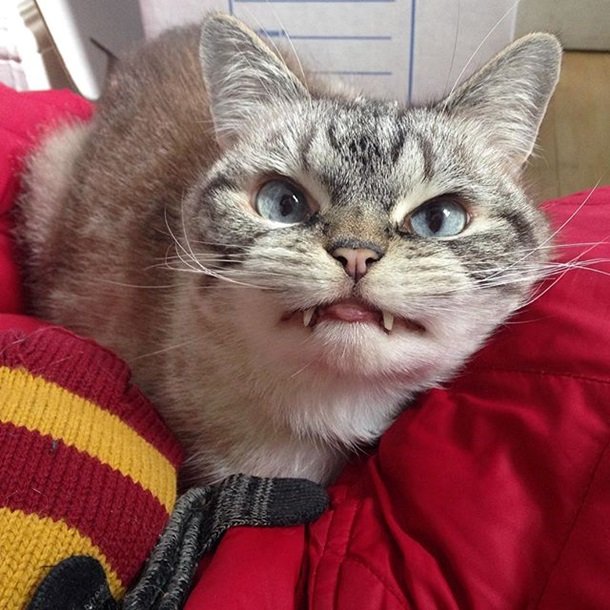 Пользователей Instagram напугала кошка-вампир (ФОТО)