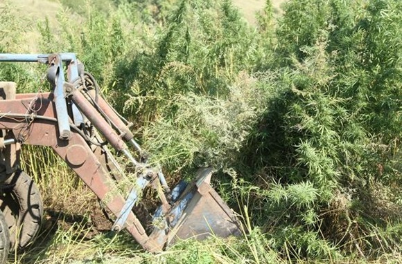 В Белогорском районе трактором уничтожили поле конопли (ФОТО)