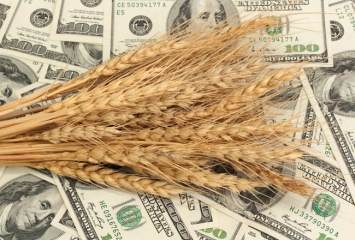 Украина стала кормилицей Египта - за прошлый год экспортировала 5,5 миллионов тонн зерна