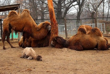В Харькове родила верблюдица
