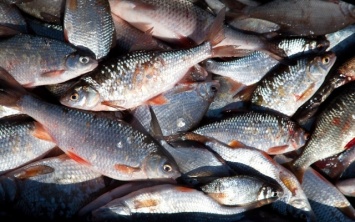 «Херсонрыбоохрана» будет контролировать количество выловленной рыбы