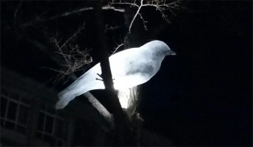 Возле КПИ на дереве свил гнездо голубь с подсветкой