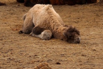Харьковчан просят помочь выбрать имя для новорожденной верблюдицы (ФОТО)